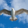 seagull-1511862.jpg